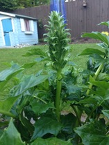 Help! What is this plant?