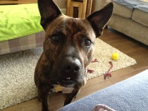 Sspca or Dogs Trust?