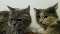 to wonder what's with all the vicious cat threads this week?