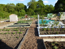 The 2015 Allotment / Veg Patch Thread Part 3 already!