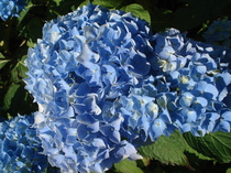 Which digital camera for good-quality close-ups of plants?