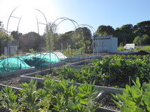 The 2015 Allotment / Veg Patch Thread Part 3 already!