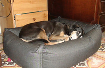 Dog beds