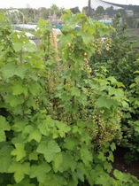 The 2015 Allotment / Veg Patch Thread Part 2