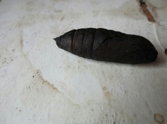 What the bloody hell is this creature in my outhouse?? [pic]