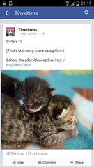 Live web cam of tiny kittens.