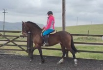 Anyone want a horse to ride in Rossendale?