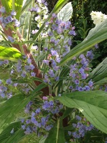 Rough winds do shake the darling buds of May: Alternative potting shed thread