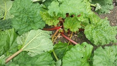 The 2015 Allotment / Veg Patch Thread Part 2
