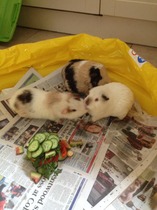 Guinea-Pig Wedding :)