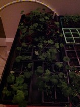 Rough winds do shake the darling buds of May: Alternative potting shed thread