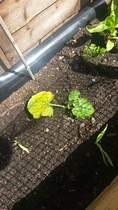 The 2015 Allotment / Veg Patch Thread Part 2