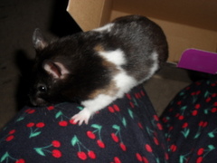 I had my hamster put to sleep