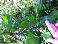 How can I tame this unruly flowered?