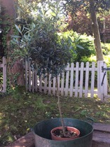 Rough winds do shake the darling buds of May: Alternative potting shed thread