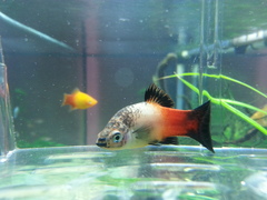 Curved Platy