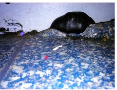 What the bloody hell is this creature in my outhouse?? [pic]