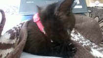 I have new furry babies!! (cute photos included)