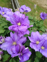 Rough winds do shake the darling buds of May: Alternative potting shed thread