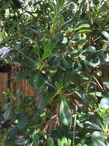 What is this bush / tree (and why is it sick)?