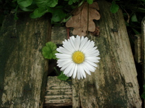 Which digital camera for good-quality close-ups of plants?