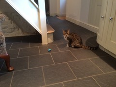 My lovely new cat!