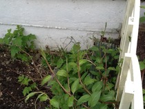 Next door neighbours raspberry brambles are constantly popping up in our border.