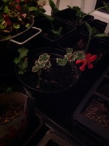 Rough winds do shake the darling buds of May: Alternative potting shed thread