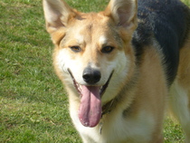 Want to play "Guess the crossbreed"?