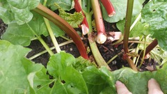 The 2015 Allotment / Veg Patch Thread Part 2