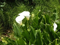Which digital camera for good-quality close-ups of plants?