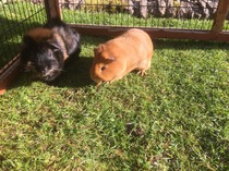 Tiptoe quietly this way .......