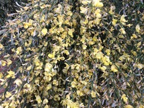 Rough winds do shake the darling buds of May: Alternative potting shed thread