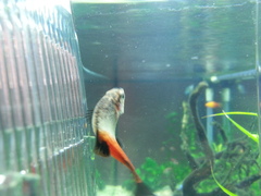 Curved Platy