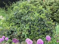 What is this plant and what is wrong with it?