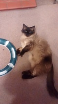 Tell me about Siamese cats. I'm fantasising about getting one.