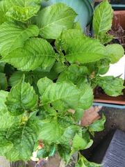 My hydrangea is crumpled!