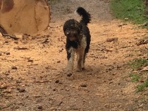 Want to play "Guess the crossbreed"?
