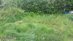 The 2015 Allotment / Veg Patch Thread Part 3 already!