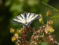 Which digital camera for good-quality close-ups of plants?