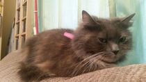 to wonder what's with all the vicious cat threads this week?