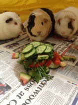 Guinea-Pig Wedding :)