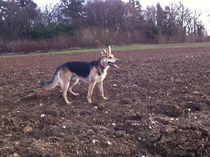 Want to play "Guess the crossbreed"?