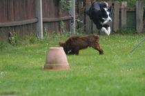 Copper comes to stay
