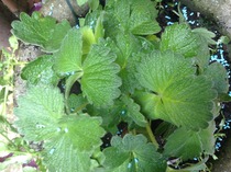 Name this plant