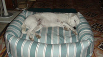 Dog beds