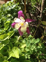 Rough winds do shake the darling buds of May: Alternative potting shed thread