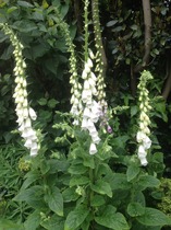 Rough winds do shake the darling buds of May: Alternative potting shed thread