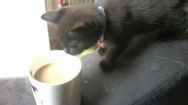 I have new furry babies!! (cute photos included)