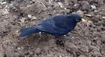 The 2015 Allotment / Veg Patch Thread Part 2